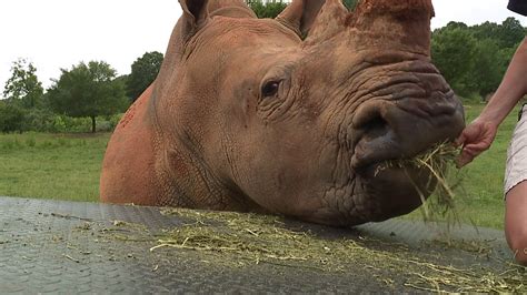 Take a sneak peek inside rhino-feeding time at the NC Zoo | myfox8.com