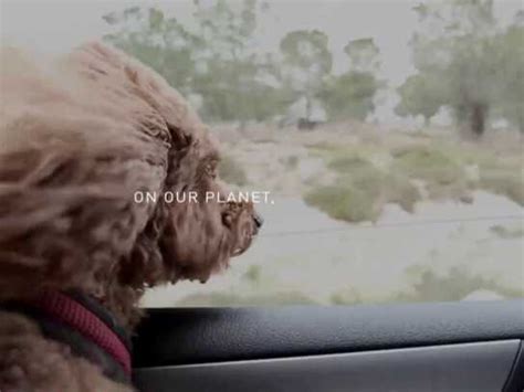 Brand: Homeless Animals • Ads of the World™ | Part of The Clio Network