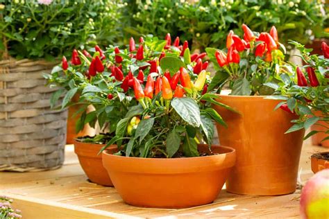 How To Grow Chilies In Pots Indoors