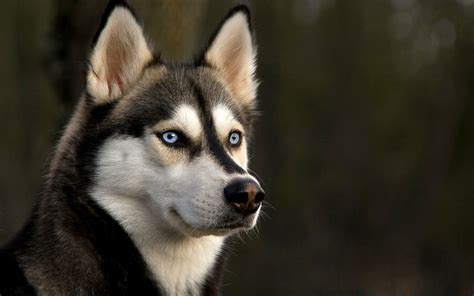 Download Dog Animal Siberian Husky Image