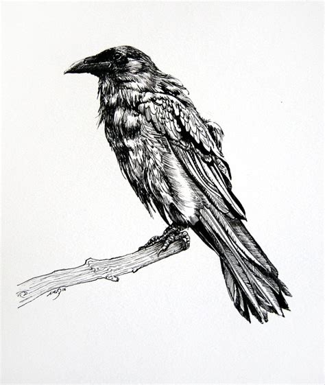 Simple Raven Drawing at PaintingValley.com | Explore collection of ...