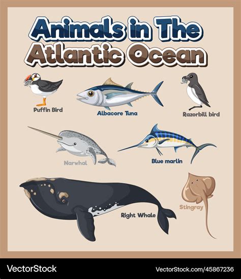 Set of animals in the atlantic ocean Royalty Free Vector