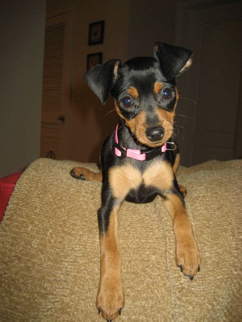 All min pin pups are so cute but little monsters! Roxie the min-pin monster | Mini pinscher ...