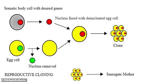 Chinese scientists successfully clone a rhesus MONKEY for the first time - but experts say using ...