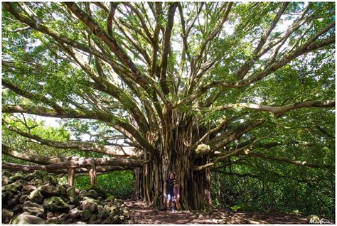 Maui Hiking Tours | Photos & Local Tips for Maui Guided Tours