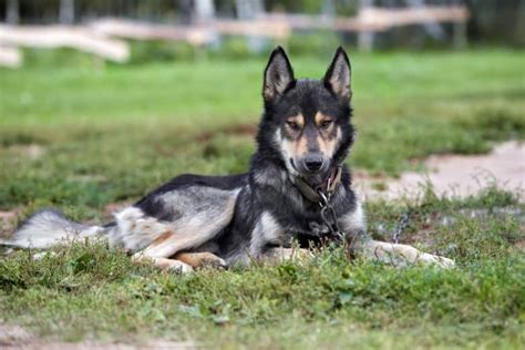 Timber Wolf German Shepherd Puppies