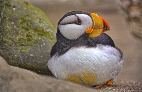 In Winter, Puffins Lead Very Different Lives | BirdNote