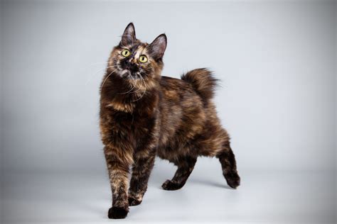 Kurilian Bobtail Cat Breed - CatPedia