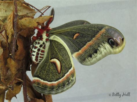 Third generation Cecropia moth - Betty Hall Photography