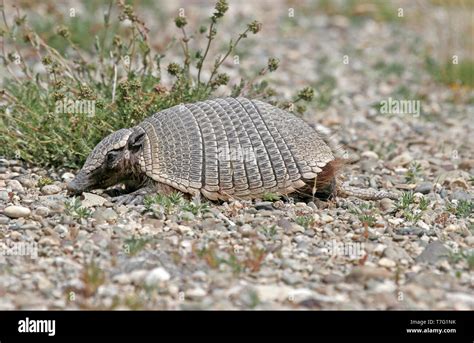 Pichi (Zaedyus pichiy) or dwarf armadillo Stock Photo - Alamy