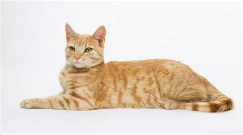 Ginger Tabby Cat Lying Down Side View Stock Photo | Getty Images