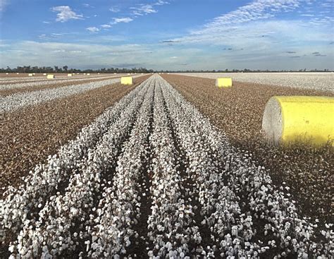 Cotton farm curbs bookkeeping with cloud upgrade - Carrick Aland