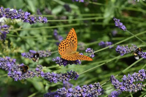 Imperial Mantle, Argynnis Paphia Stock Image - Image of shots, butterflies: 258621799