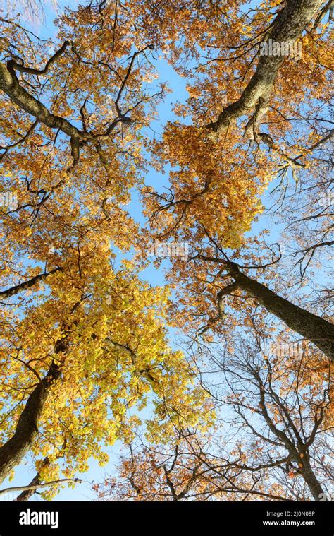 Autumn forest scene Stock Photo - Alamy