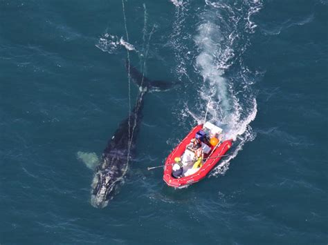 Three Generations of Right Whales Lost - Conservation Law Foundation