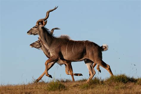 Greater Kudu - A Gracious Antelope - Shamwari Private Game Reserve