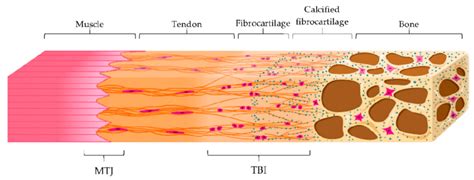 Myotendinous Junction - Physiopedia
