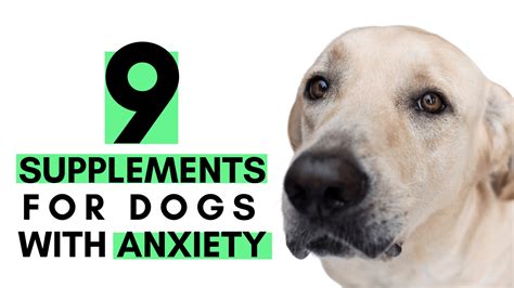 9 Supplements for Dogs with Anxiety – THE CANINE HEALTH NUT