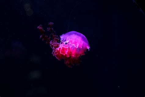 Glowing Jellyfish Wallpapers - Wallpaper Cave