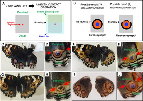 Eyespot responses to two contact materials. a Experimental procedure.... | Download Scientific ...