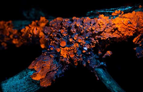 Ultraviolet Lichen Macro Photography - Xanthoria parietina