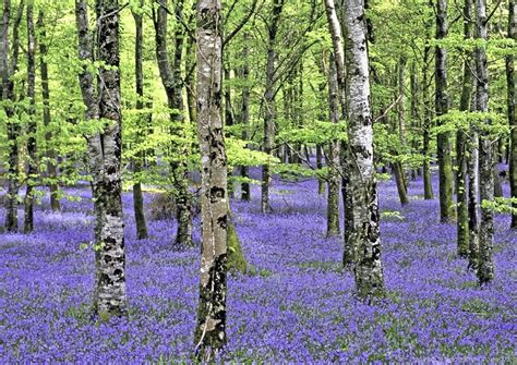 BLUEBELL FOREST WALLPAPER ( Desktop Background