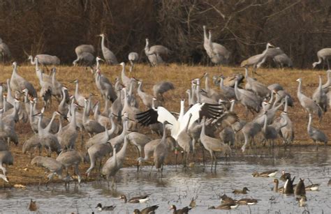 Visitors flock to Wheeler National Wildlife Refuge for Festival of the ...