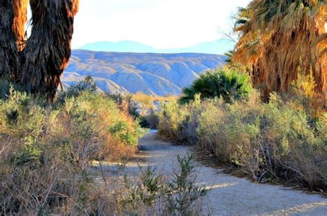 Coachella Valley Preserve: A Desert Oasis - RVing with Rex