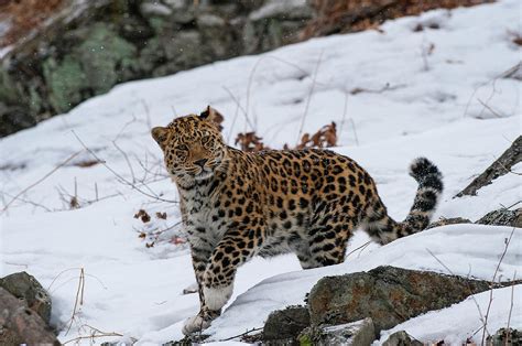 Amur Leopard Walking In Snow, Primorsky Krai, Far East Russia ...