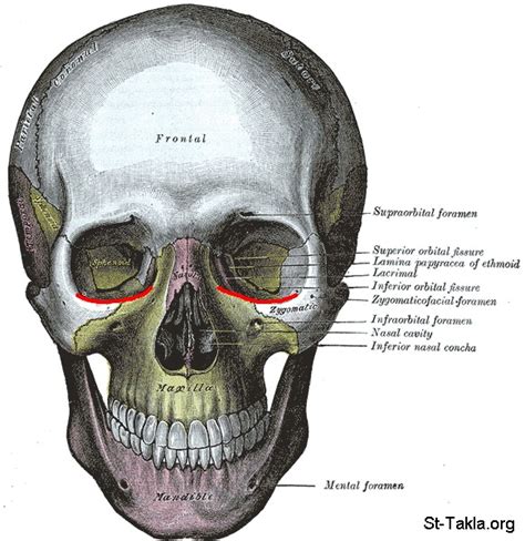 Image: Infraorbital margin