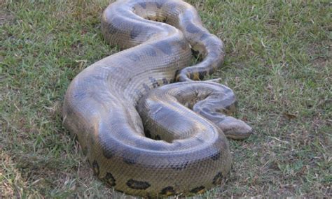 The terrifyingly large green anaconda is the world’s biggest snake