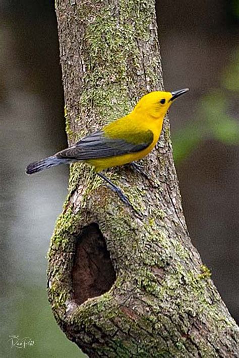 Prothonotary Warbler | Photos by Ravi