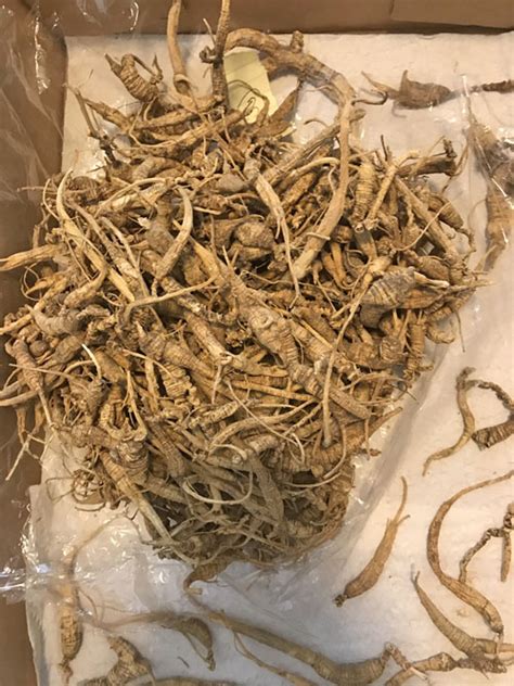 Bulk Dried Ginseng Roots – 1lb. – NC Ginseng & Goldenseal Company