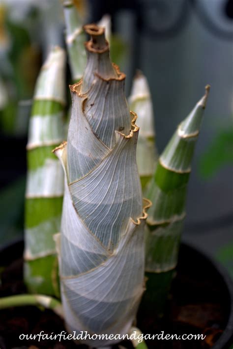 Black Orchids ~ Field Trip to Longwood Gardens – Our Fairfield Home ...