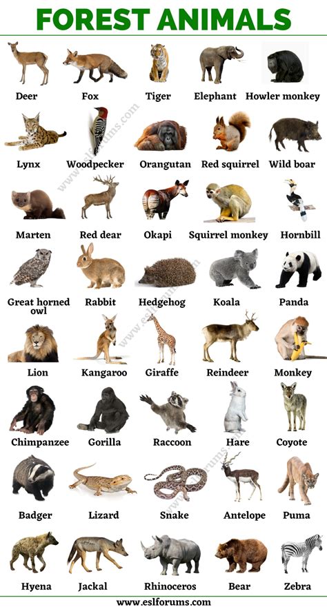 Forest Animals: List of Animals That Live in the Forest with ESL Pictures! - ESL Forums | Animal ...