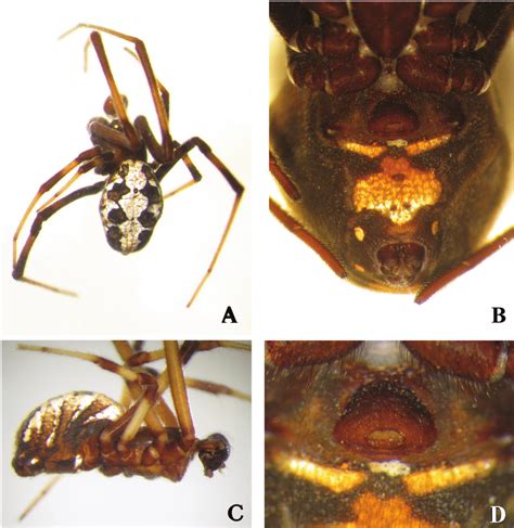 Latrodectus mirabilis. A. Male, dorsal view. B. Female abdomen, ventral... | Download Scientific ...