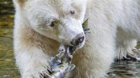 Meet Joey, An Albino Grizzly Bear, Who Got Mistaken For A Polar Bear ...