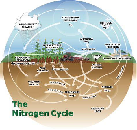 Will soil microbes deliver nitrogen to my crop? Yes, but not in a ...