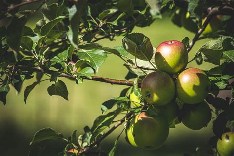 National Apple Harvest Festival at the South Mountain Fairgrounds ...