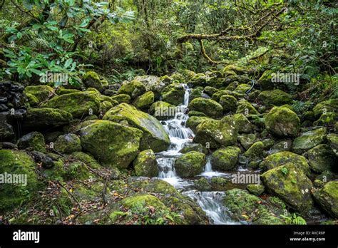 Wasserfall am Wanderweg der Levada do Caldeirao Verde, Madeira ...