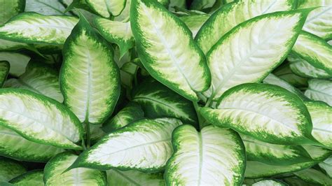 Green Leaf Plants Types