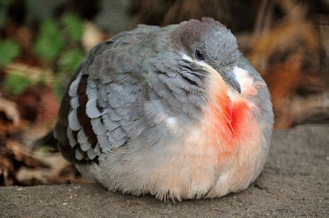 The 30 Fattest Birds On The Planet | Oiseaux de rêve | Animaux étranges, Oiseaux et Animaux