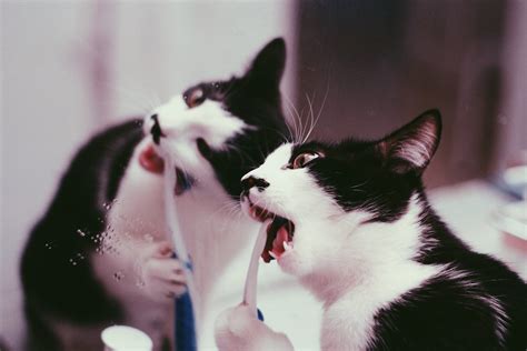 Mustache brushing his teeth. | Mustache showing how to brush… | Flickr