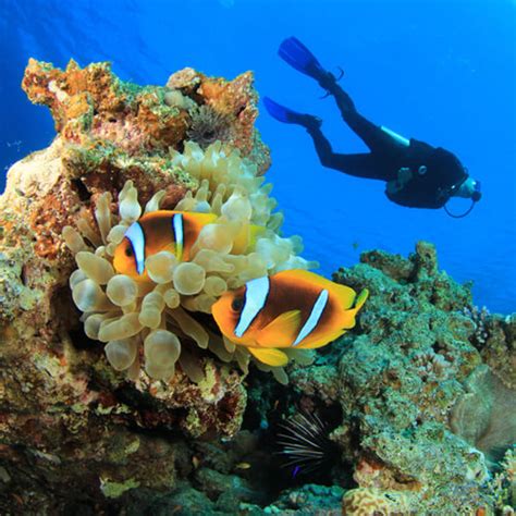 PADI Scuba Diving Courses - Dive with Scuba Rob