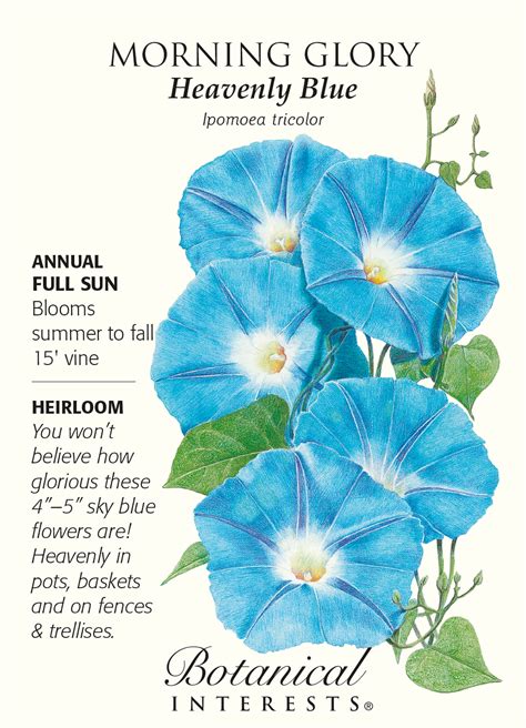 Heavenly Blue Morning Glory Seeds - 2 grams - Hirt's Gardens