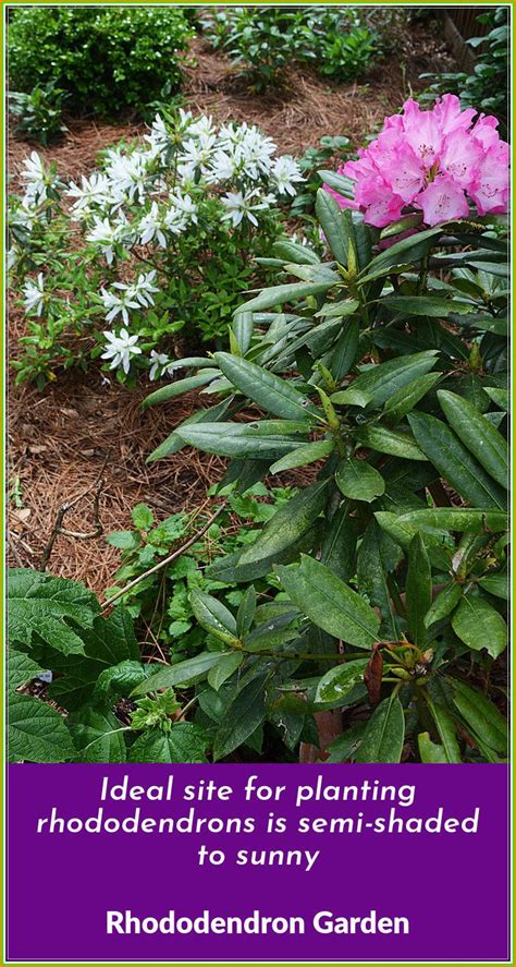 Tips To Plant a Rhododendron Garden At Your Home - Rachyl Gardening | Plants, Rhododendron, Garden