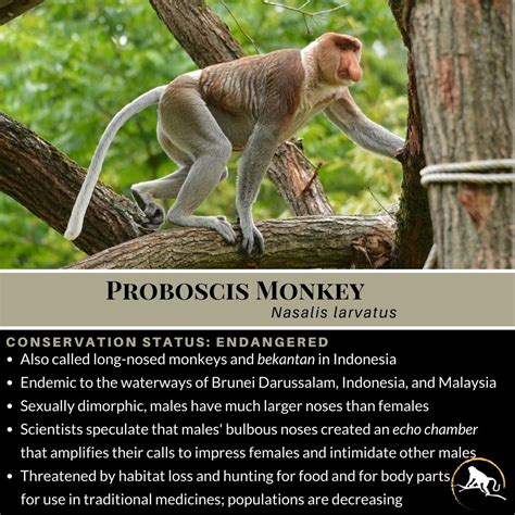 Proboscis Monkey, Nasalis larvatus - New England Primate Conservancy