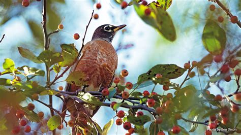 6 plants birds love | Garden Gate