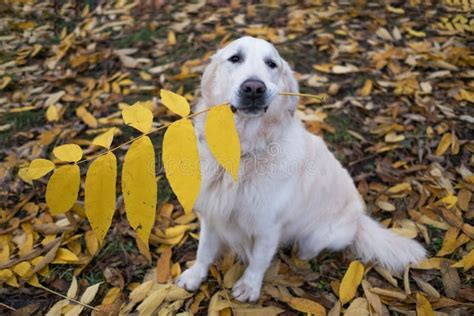 Golden Retriever Dog Holding Big Yellow Leaf in Mouth and Wait Command Stock Photo - Image of ...