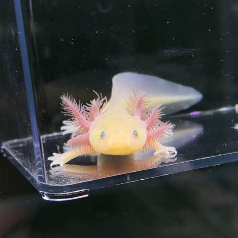 GFP Copper Melanoid Axolotl | Axolotls For Sale | Axolotl Planet